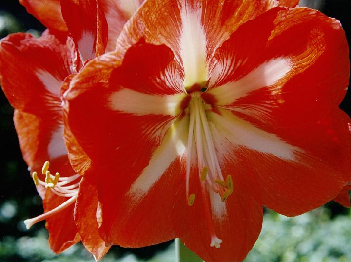 (41) amaryllis.jpg